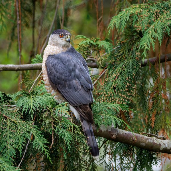 Cooper's Hawk