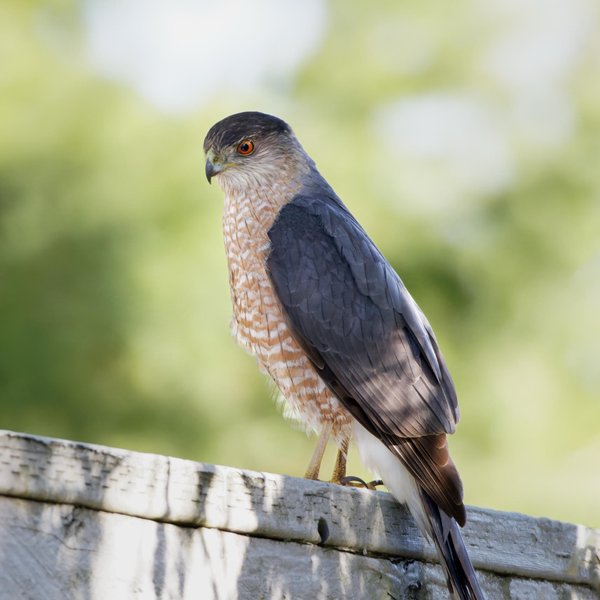 Cooper's Hawk