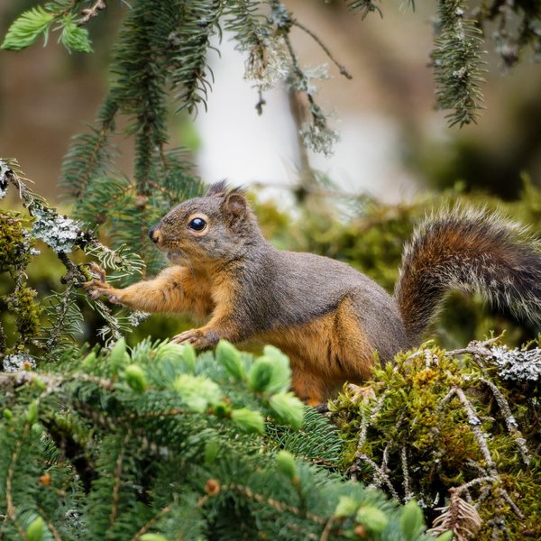 Douglas Squirrel