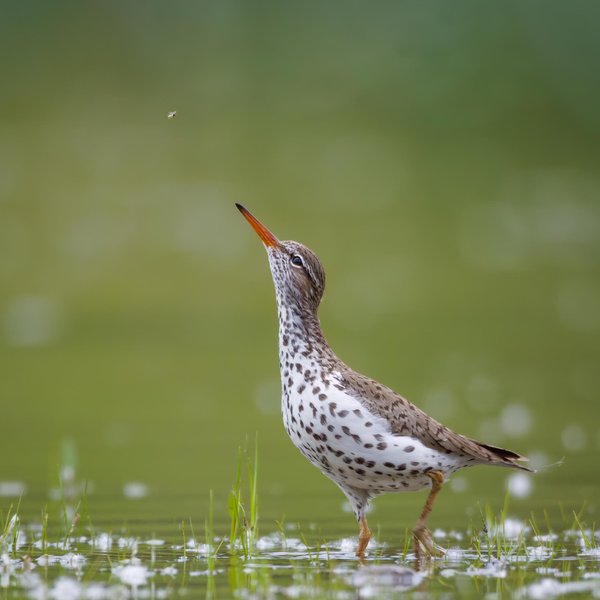 Spotted Sandpiper