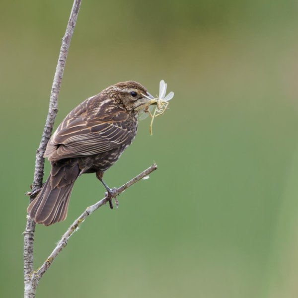 Red-winged Blackbird