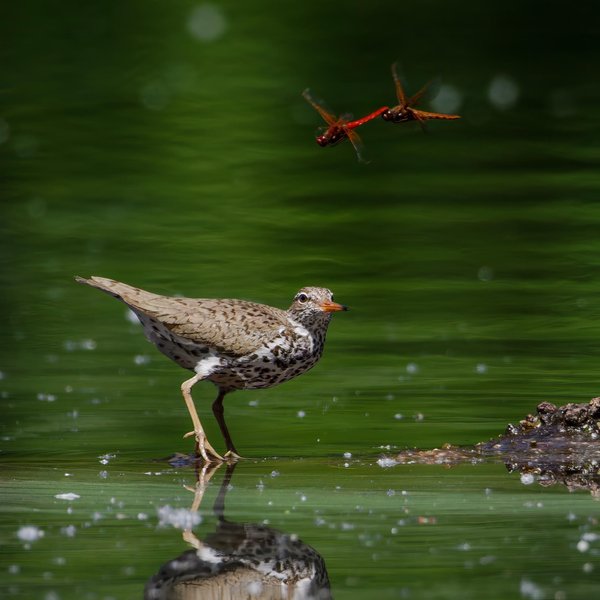 Spotted Sandpiper