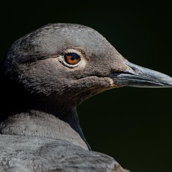 Pigeon Guillemot