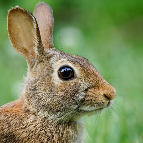 Eastern Cottontail