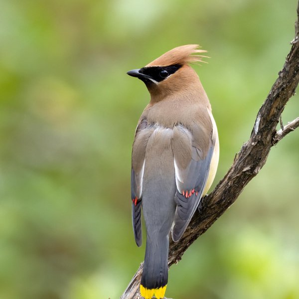 Cedar Waxwing