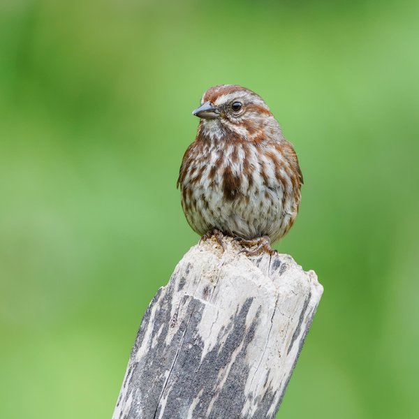 Song Sparrow