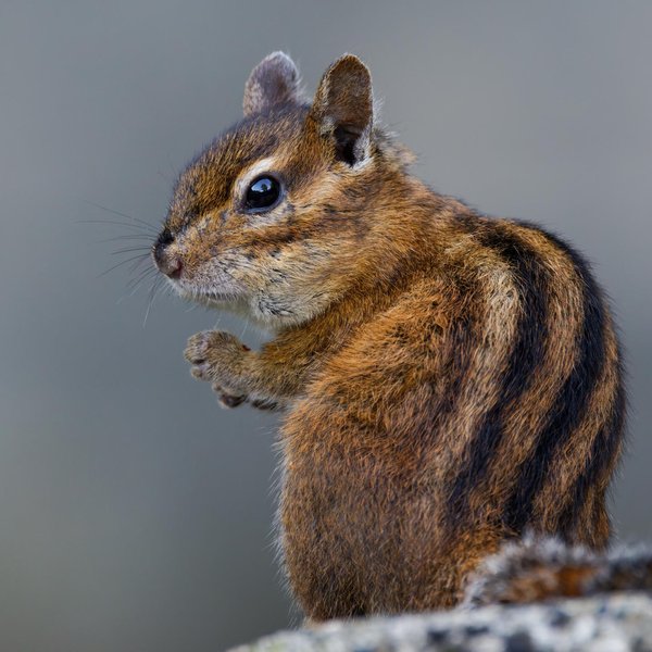 Townsend's Chipmunk