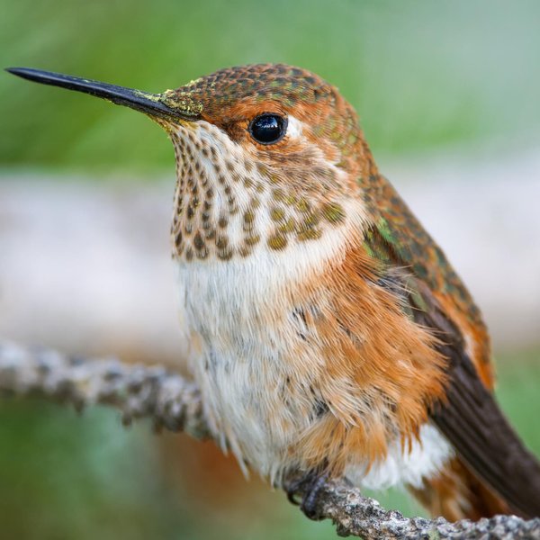 Rufous Hummingbird