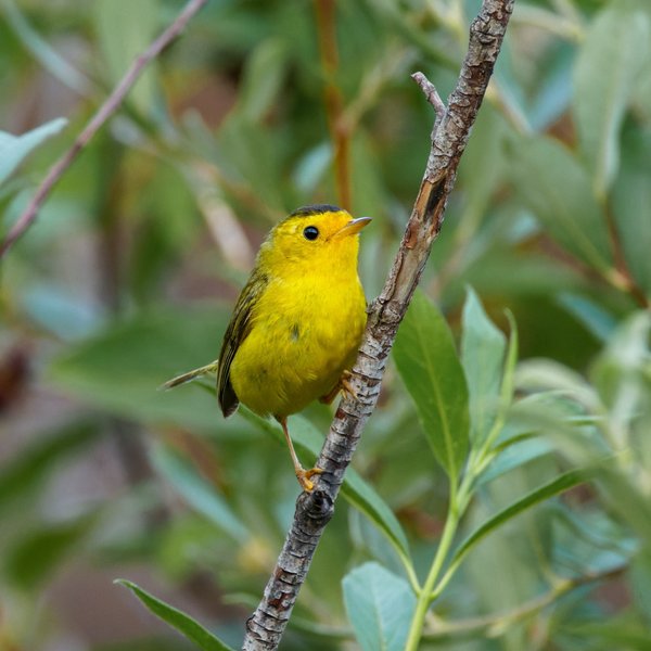 Wilson's Warbler