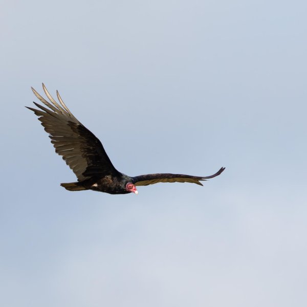 Turkey Vulture
