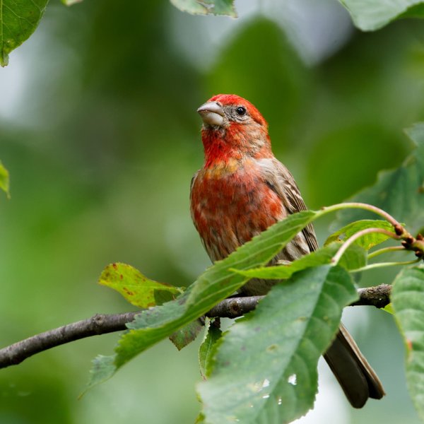 House Finch