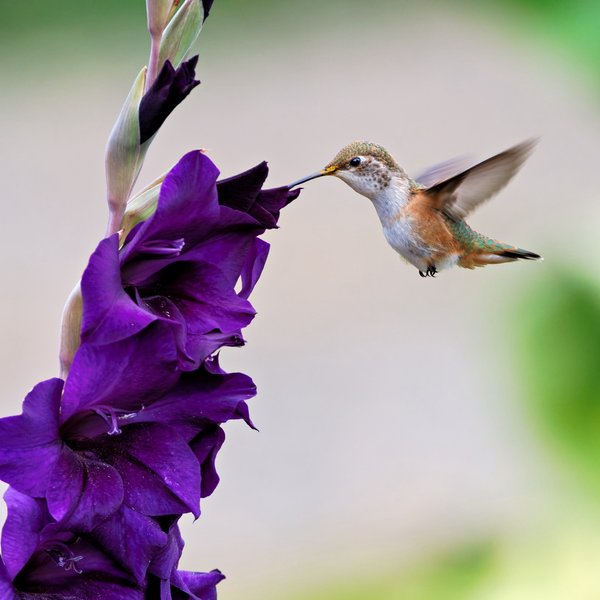 Rufous Hummingbird