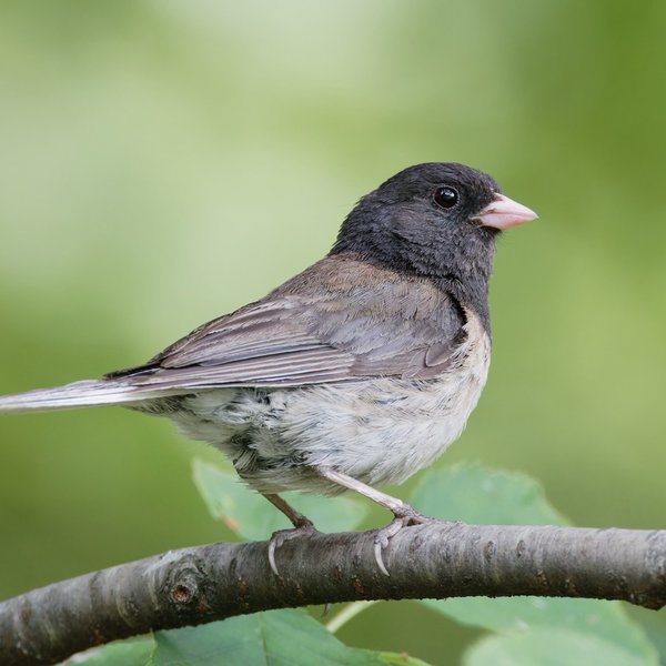Dark-eyed Junco