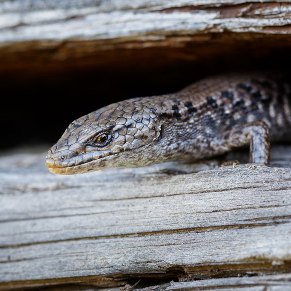 Northern Alligator Lizard