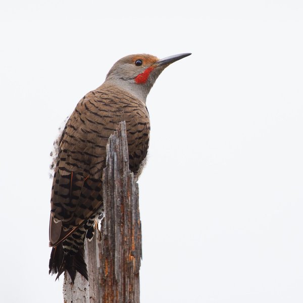 Northern Flicker