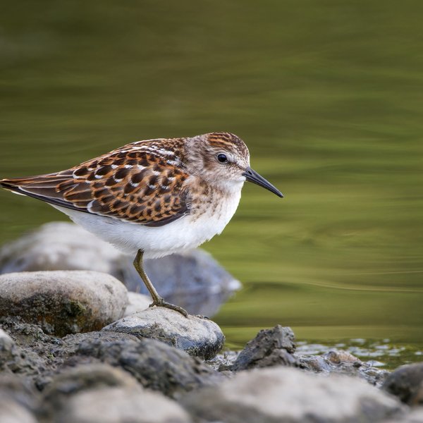 Least Sandpiper