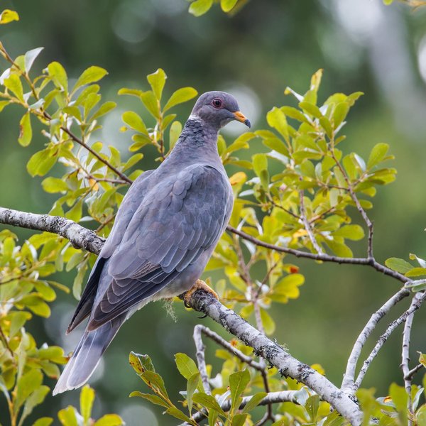 Band-tailed Pigeon