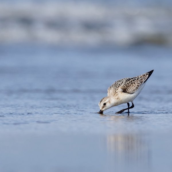 Sanderling