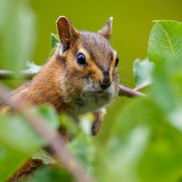 Townsend's Chipmunk