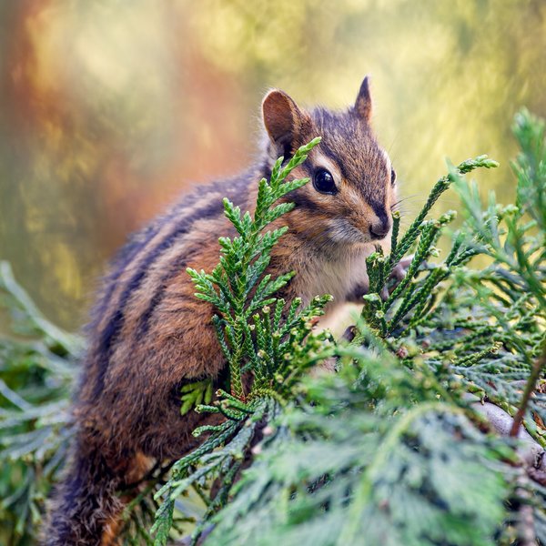 Townsend's Chipmunk