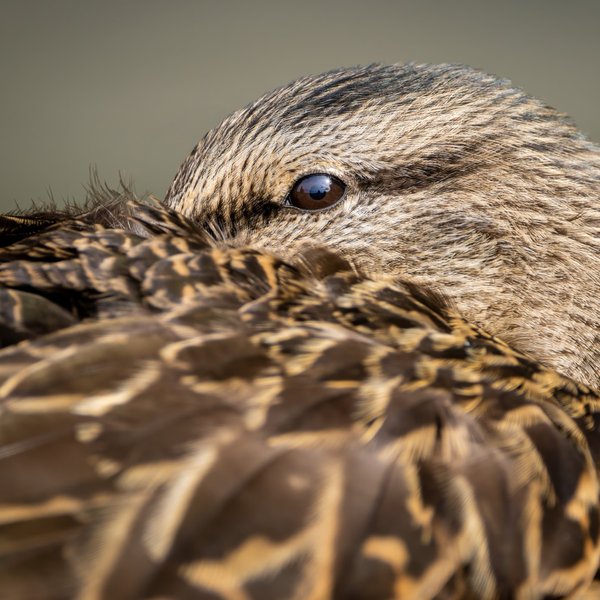 Mallard