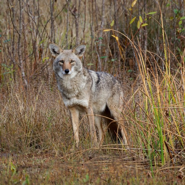Coyote