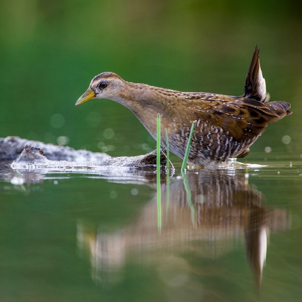 Sora