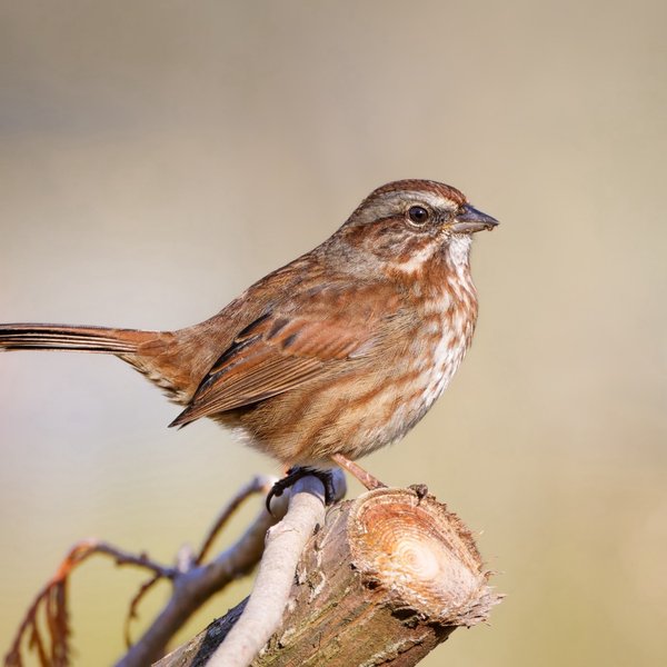 Song Sparrow