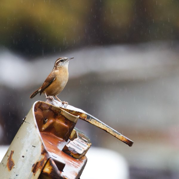 Carolina Wren