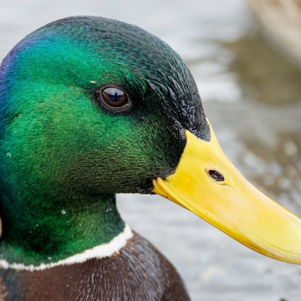 Mallard