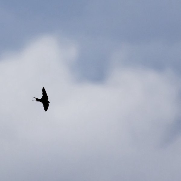 Barn Swallow