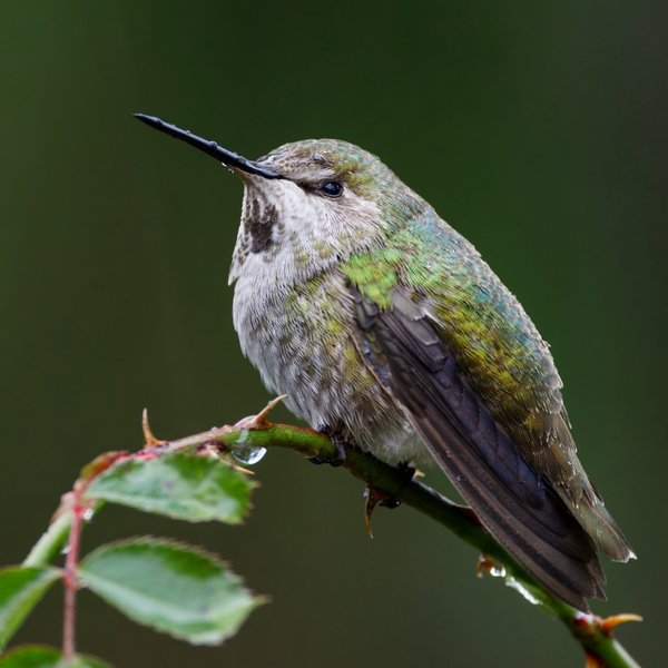 Anna's Hummingbird