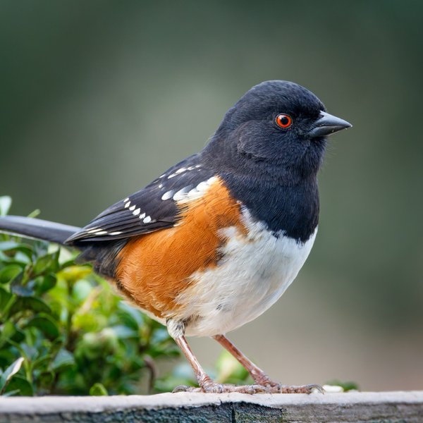 Spotted Towhee