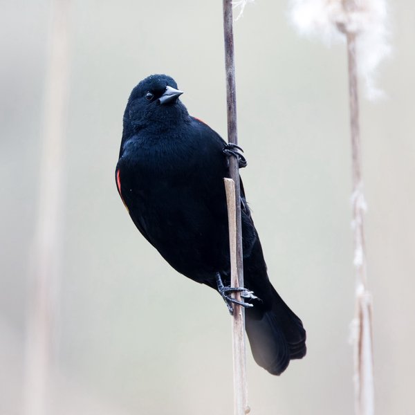 Red-winged Blackbird