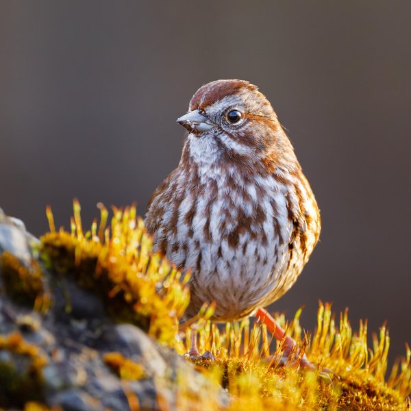 Song Sparrow