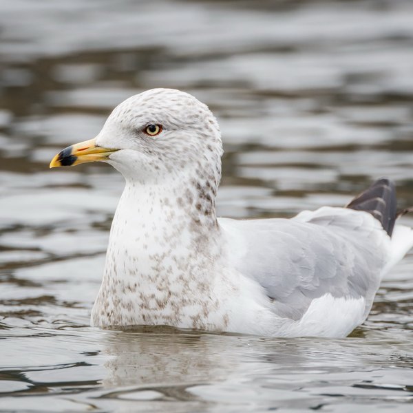 Ring-billed Gull