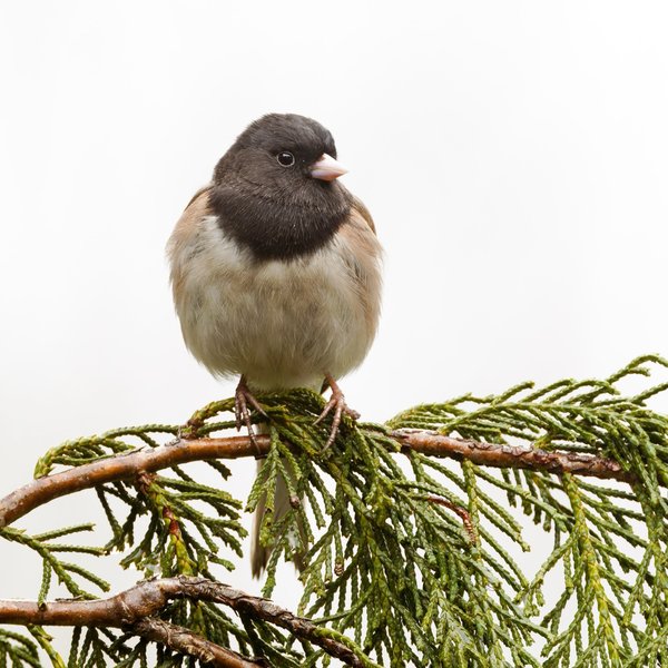 Dark-eyed Junco