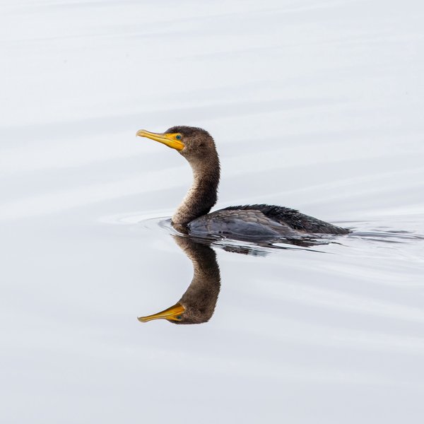 Double-crested Cormorant