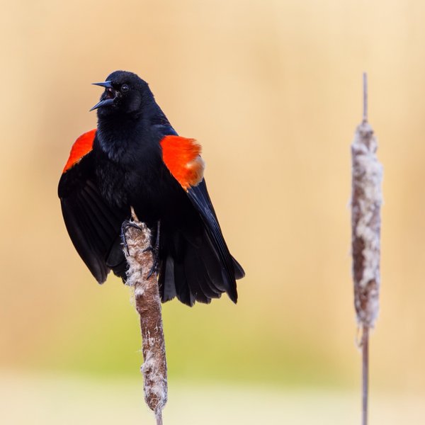 Red-winged Blackbird