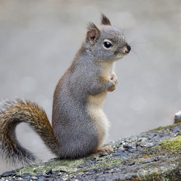 Douglas Squirrel