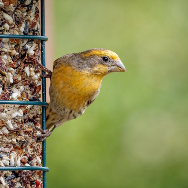 House Finch