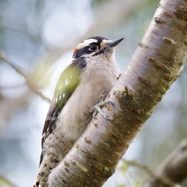 Downy Woodpecker