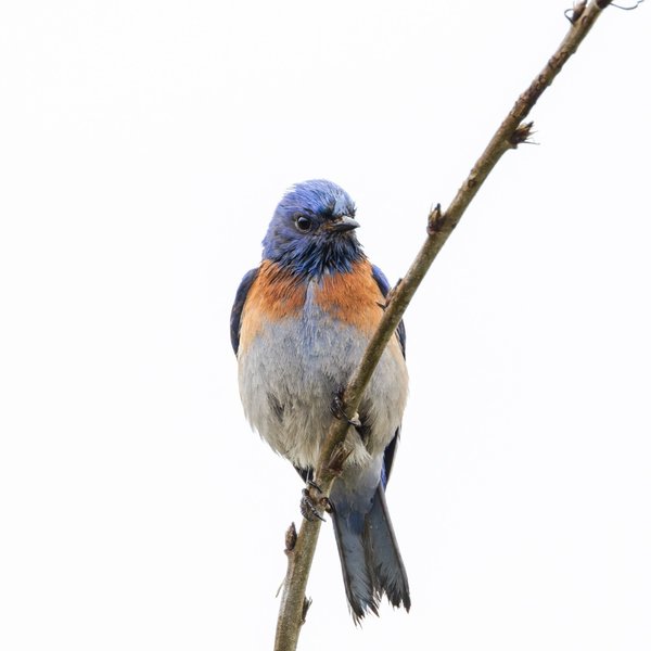 Western Bluebird