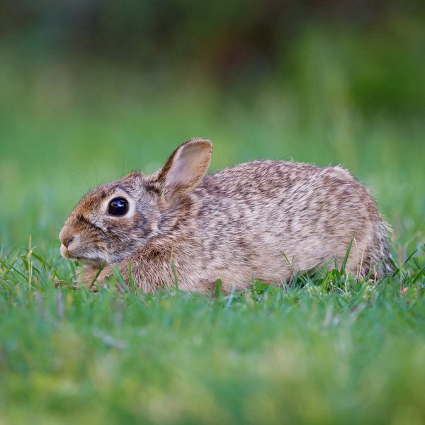 Eastern Cottontail