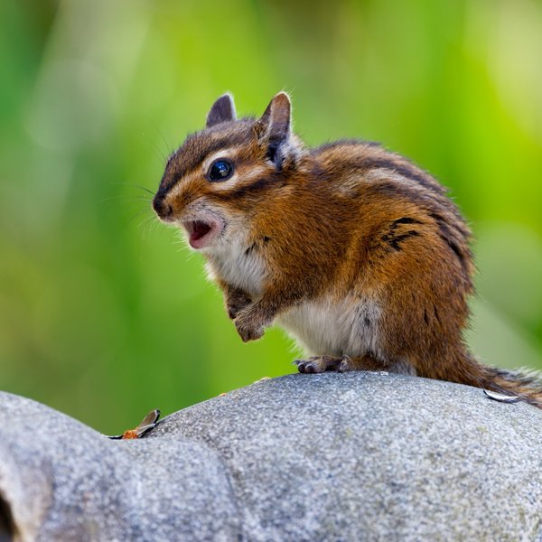 Townsend's Chipmunk