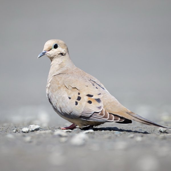 Mourning Dove