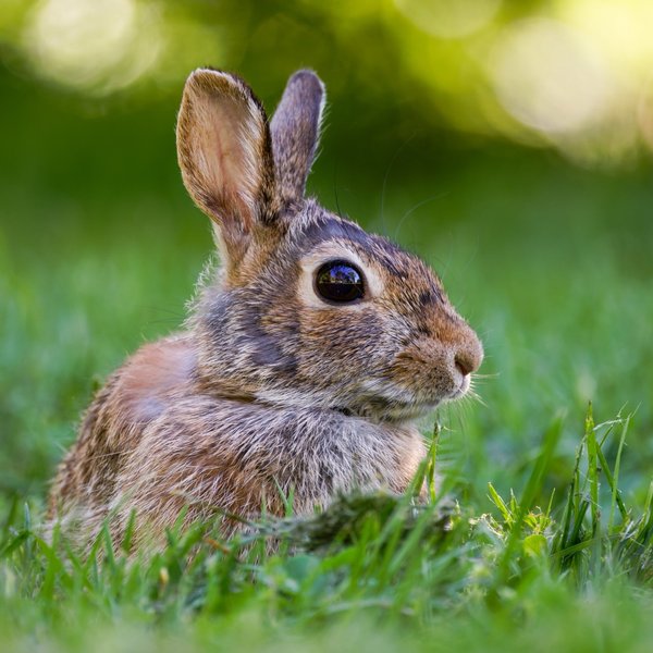 Eastern Cottontail