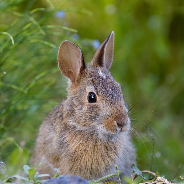 Eastern Cottontail