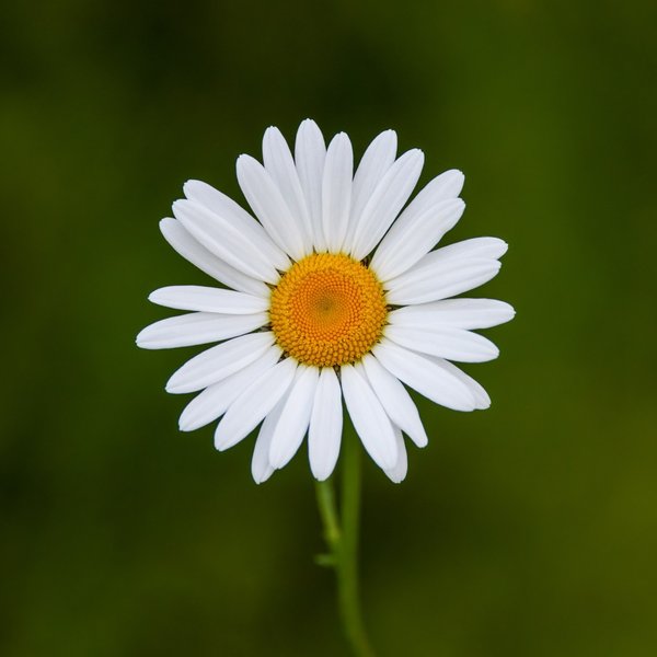 Daisy