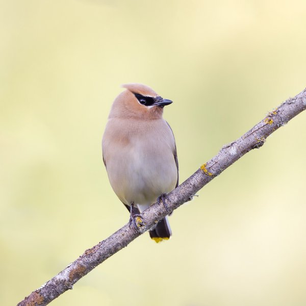 Cedar Waxwing